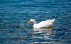 在蓝色的海面上漂浮的白鸭