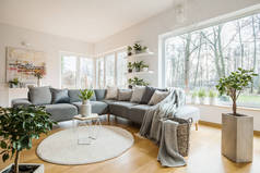 白色起居室内的新鲜绿色植物, 带枕头和毯子的角落沙发, 玻璃门和小桌子, 放在圆形地毯上的郁金香