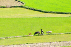 亚洲农民往往对水稻种植、 牛、 绿色、 美丽越南农村，湄公河三角洲越南稻田牛