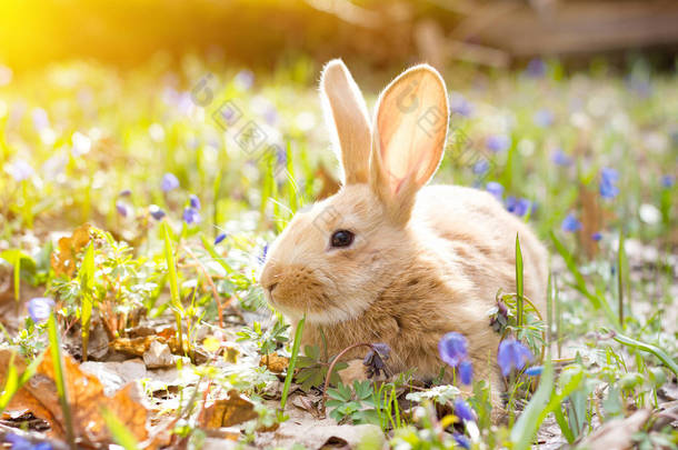 一个蓝色的春花与一个小蓬松的红色兔子, 复活节兔子的林间空地
