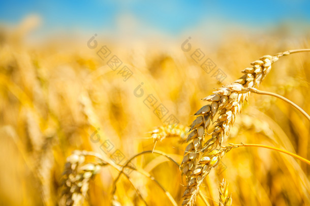 成熟的金黄小麦