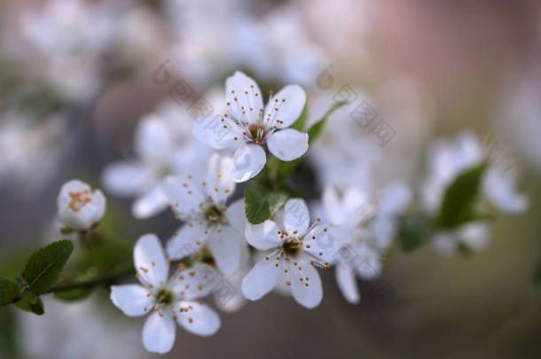 白色樱花的花开为自然背景上模糊的背景