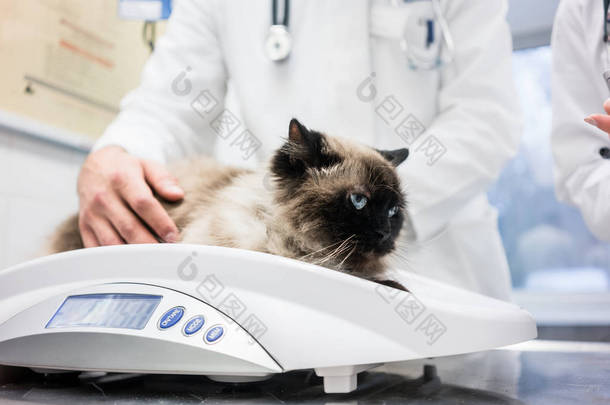兽医把猫放在秤上测量她的体重