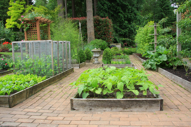 蔬菜花园