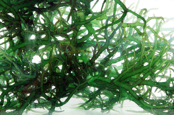 在水中的新鲜绿色海藻