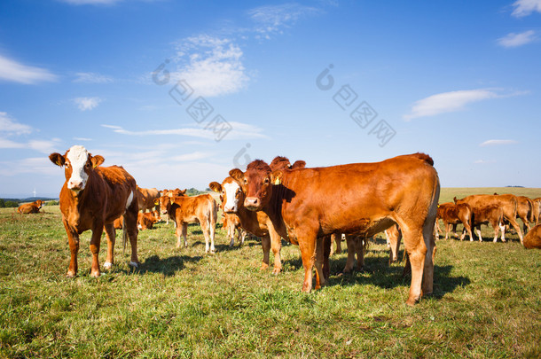 奶牛在美丽的绿色牧场上吃草