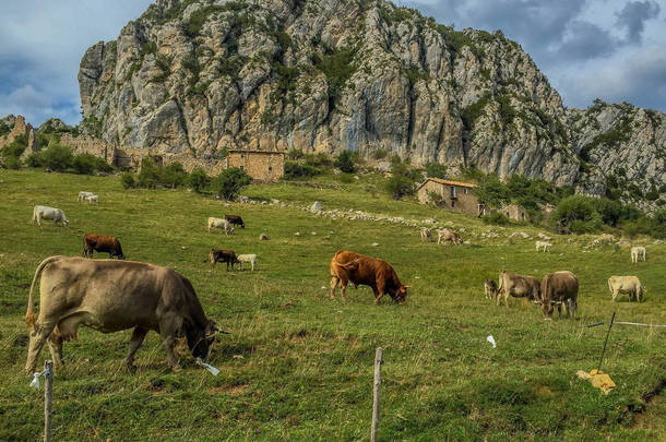西班牙山与牛
