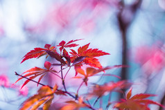 是红色的枫叶树到秋天的季节.