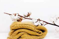 棉花。美丽的棉花植物芽在芥末针织毛衣 