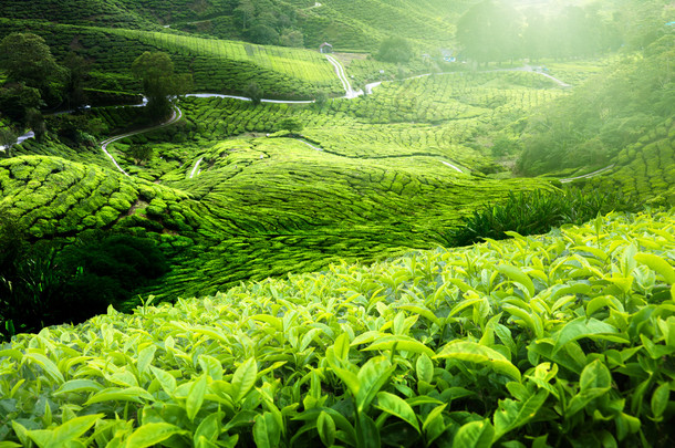 茶园金马伦高原，马来西亚