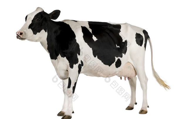 荷斯坦奶牛，5 岁，站在白色<strong>背景</strong>
