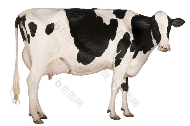 荷斯坦<strong>奶牛</strong>，5 岁，站在前面<strong>的</strong>白色背景
