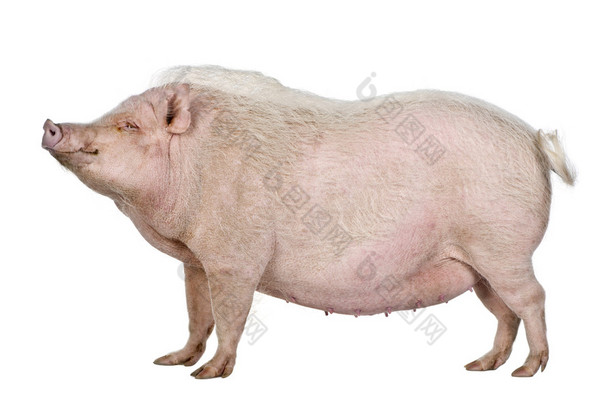 哥廷根小型猪<strong>站</strong>工作室拍摄白色背景的侧视图
