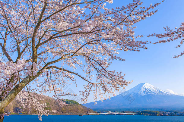 <strong>樱</strong>花的<strong>樱</strong>花开花和富士山
