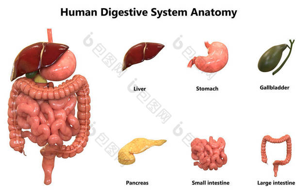 人体器官系统解剖学的3d插图