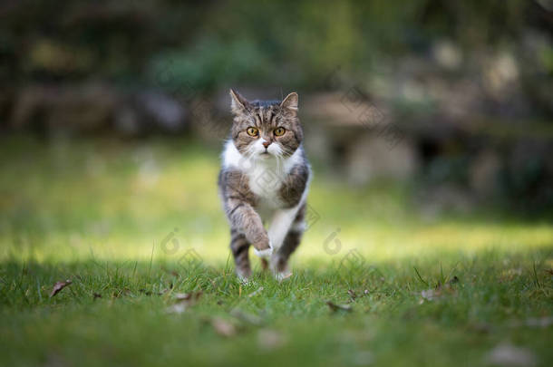 英国短毛猫在草坪上奔跑