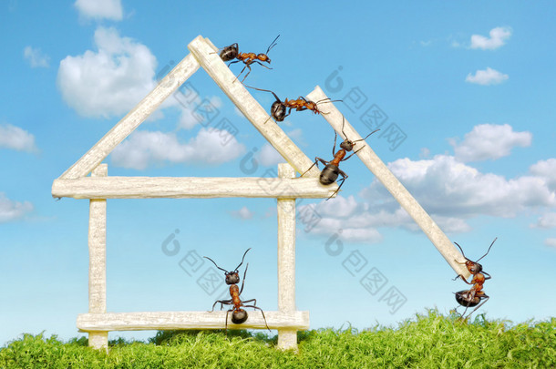 构建木房子的<strong>蚂蚁团队</strong>