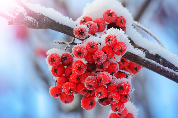 冰霜覆盖的浆果