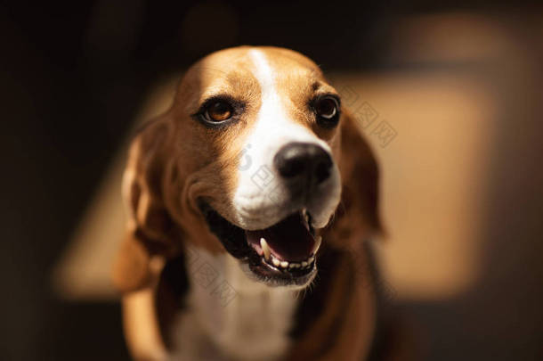 毛茸茸的小猎犬狗