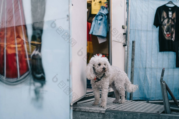  小白可爱的狗寻找它的主人站在附近的一个蓝色的大篷车, 它在一个公平的涂鸦