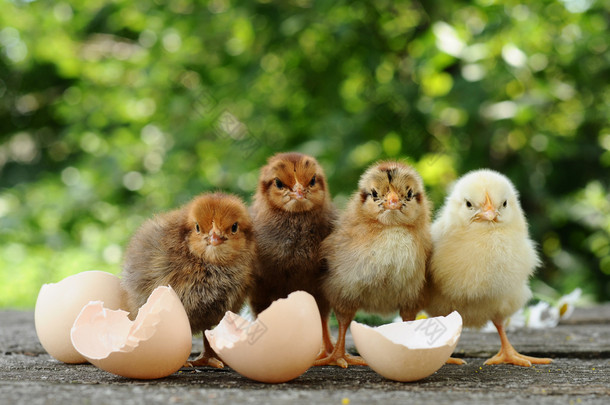 小小鸡和鸡蛋外壳