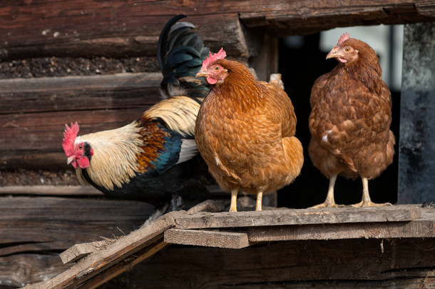 传统自由放养家禽农场的鸡 