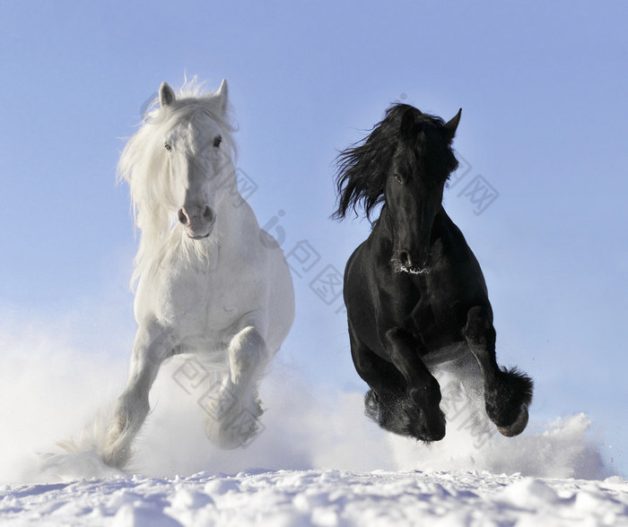 白色和黑色的马