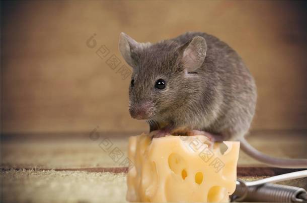 灰鼠形动物和奶酪 