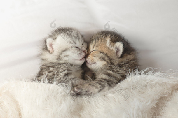 <strong>可爱</strong>的虎斑小猫睡觉和拥抱
