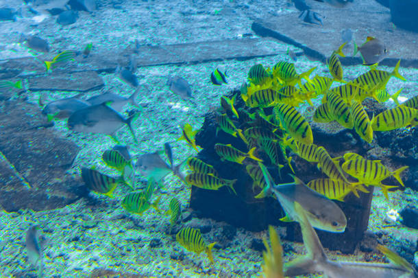 海南岛亚特兰蒂斯饭店一个巨大的水族馆里有各种各样的鱼（超过500种鱼类、鲨鱼、珊瑚和贝类） 。中国三亚.