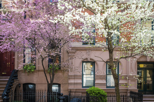 盛开在老纽约公寓<strong>大楼</strong>外的樱桃树