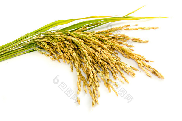 水稻种子.