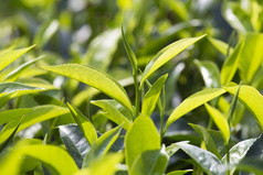 嫩绿的树叶 & 叶芽的茶树种植园在斯里兰卡努瓦拉埃利亚，