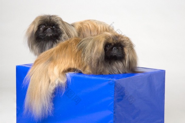 Pekinese<strong>狗</strong>的配对