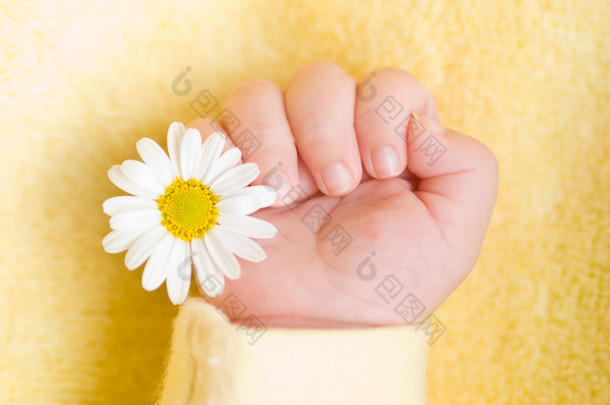 可爱的婴儿手与<strong>小</strong>白色雏菊