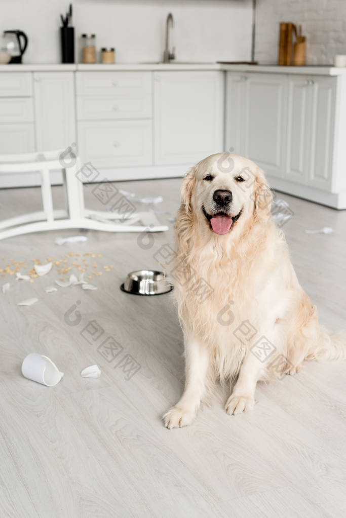 可爱的金毛猎犬坐在地板上凌乱的厨房