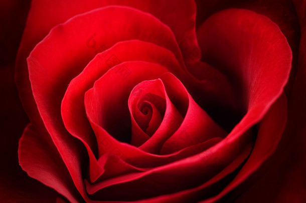<strong>情人节</strong>红玫瑰。心形