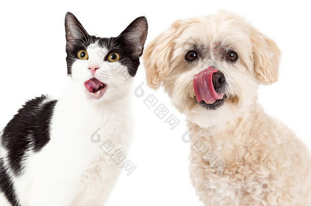 猫和狗舔嘴唇