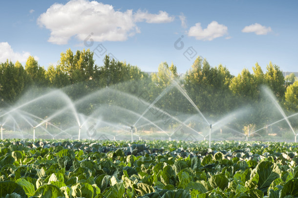 菜园里的灌溉系统