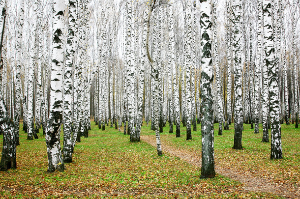 10 月秋季白桦树林
