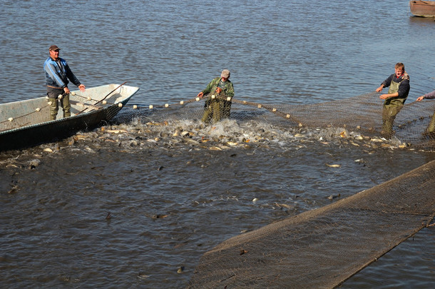 渔民拉装满了鱼的网中
