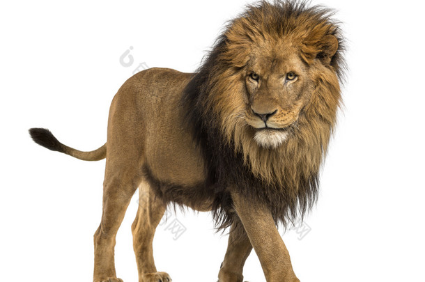 侧视图的<strong>走</strong>着，一只狮子猫科狮子座，10 岁，隔离