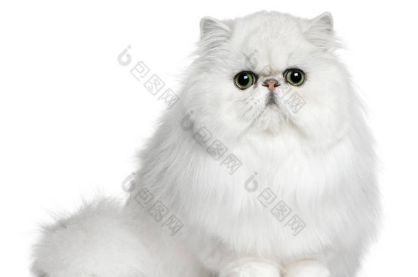 波斯语的猫，8 个月大，坐在白色背景前