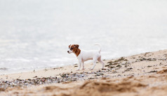 在湖边的沙子上玩耍的狗狗
