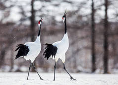 两只站在雪地上的丹顶鹤