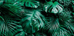 热带绿叶背景。棕榈和龙舌兰叶型，叶型淡淡的，淡淡的，深色的色调，植物丛生的概念背景，闭合的