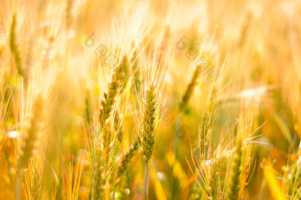 成熟的小麦<strong>背景</strong>