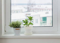 冬天窗台上的绿色植物