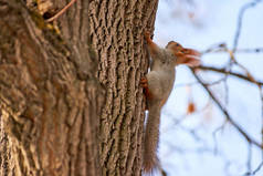 松鼠。松鼠在树上。松鼠是家庭的成员一种中型松鼠, 一个包括小啮齿动物的家庭.