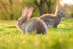 可爱的小兔子在绿色的草坪上晒太阳。夏日绿草上的小兔子
